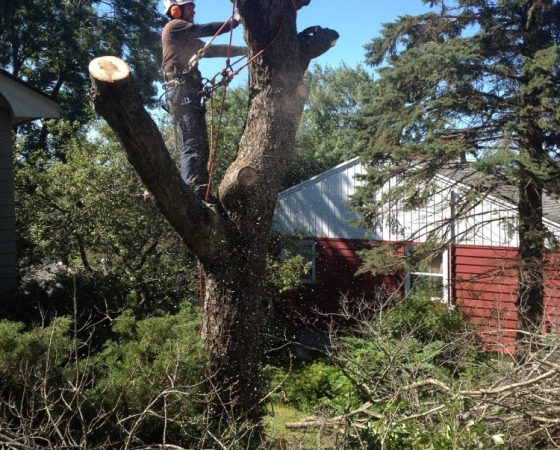 Full Removal of Norway Maple
