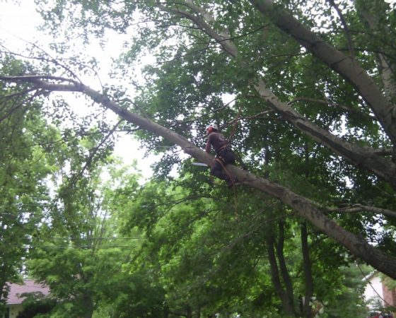 Massive Cottonwood Removal