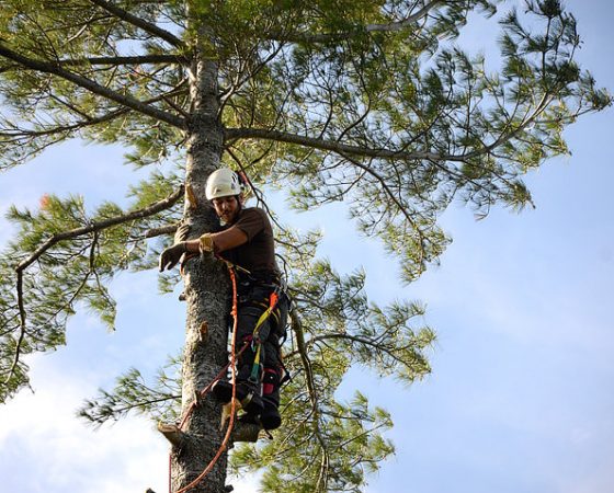 Monster White Pine Full Removal