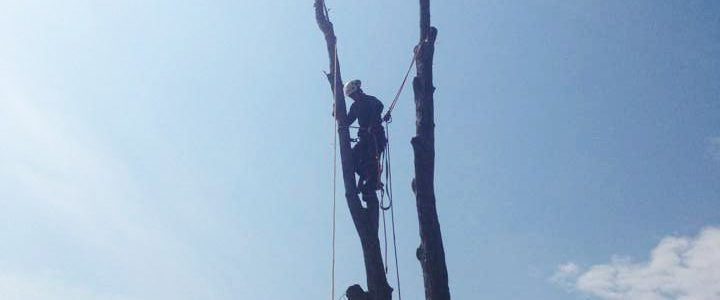 Full removal of Sugar Maple